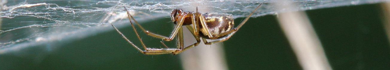 Spinne kopfüber im Spinnennetz