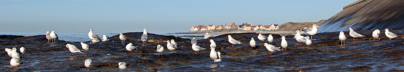 Goélands - Digue d'Ambleteuse